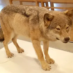 Sundsvall Museum - Sundsvall