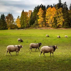 Rönninge By Nature Reserve - Taby