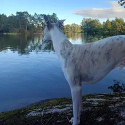 Knorren Nature Reserve - Trollhattan