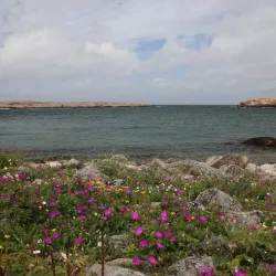 Ramsvikslandet Nature Reserve - Uddevalla