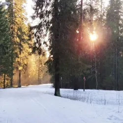 Gammliaskogen Nature Reserve - Umea