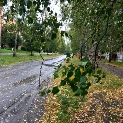 Gammliaskogen Nature Reserve - Umea