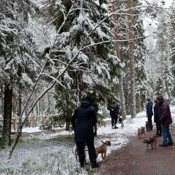 Gammliaskogen Nature Reserve - Umea