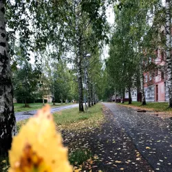 Gammliaskogen Nature Reserve - Umea