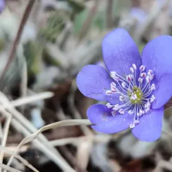 Gammliaskogen Nature Reserve - Umea
