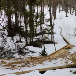 Gammliaskogen Nature Reserve - Umea