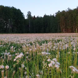 Gamla Uppsala (Old Uppsala) - Uppsala