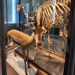 Museum of Evolution (Evolutionmuseet) - Uppsala