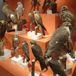 Museum of Evolution (Evolutionmuseet) - Uppsala