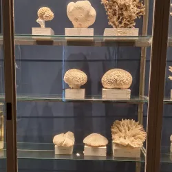 Museum of Evolution (Evolutionmuseet) - Uppsala