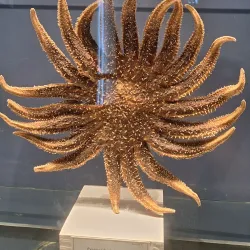 Museum of Evolution (Evolutionmuseet) - Uppsala