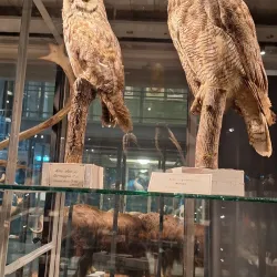 Museum of Evolution (Evolutionmuseet) - Uppsala