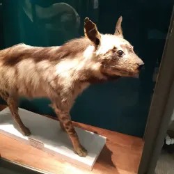 Museum of Evolution (Evolutionmuseet) - Uppsala