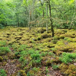 Bird Watching Spots - Virestad