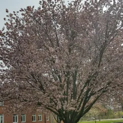 Vänersborg Old Town - Vänersborg