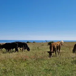Ales Stenar (Ale's Stones) - Ystad