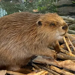 Naturama Aargau - Aarau