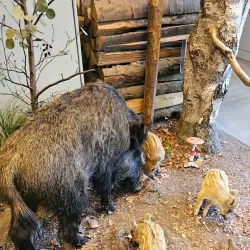 Naturama Aargau - Aarau