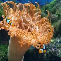 Naturama Aargau - Aarau