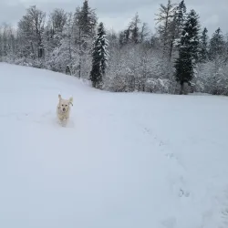 Albis Pass - Affoltern am Albis
