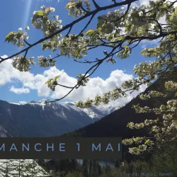 Alpine Flora and Fauna Observation - Albinen