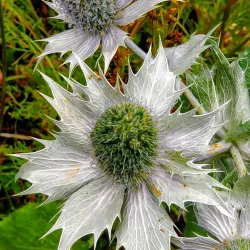 Alpine Flora and Fauna Observation - Albinen