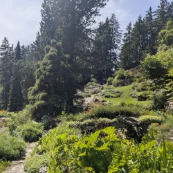 Alpine Flora and Fauna Observation - Albinen
