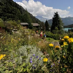 Alpine Flora and Fauna Observation - Albinen