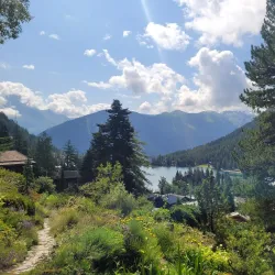 Alpine Flora and Fauna Observation - Albinen