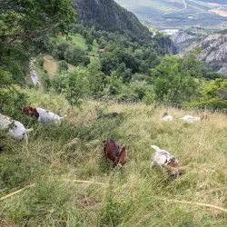 Rhone Valley Views - Albinen