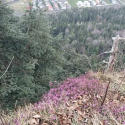 Säntisblick Aussichtspunkt - Altstätten