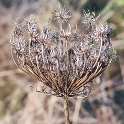 Kurpark Baden - Baden