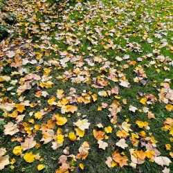 Kurpark Baden - Baden