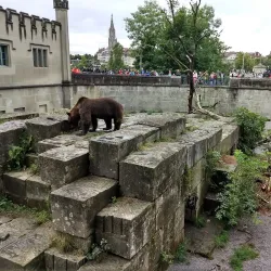 Bear Park (BärenPark) - Bern
