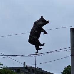 Bear Park (BärenPark) - Bern