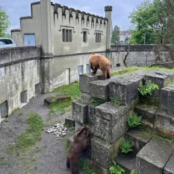 Bear Park (BärenPark) - Bern