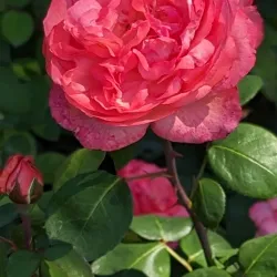 Rosengarten (Rose Garden) - Bern