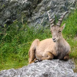 Rhine River Promenade - Buchs