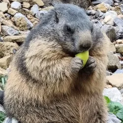 Wildpark Peter and Paul - Buchs