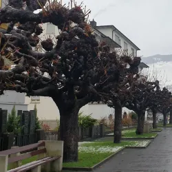 Buochs Lakeside Promenade - Buochs