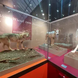 Naturmuseum Graubünden - Chur