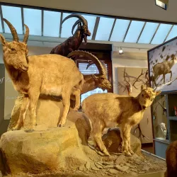 Naturmuseum Graubünden - Chur