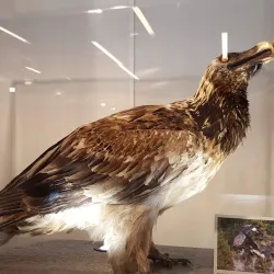 Naturmuseum Graubünden - Chur