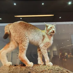 Naturmuseum Graubünden - Chur