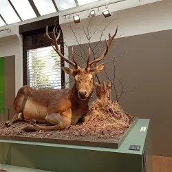 Naturmuseum Graubünden - Chur