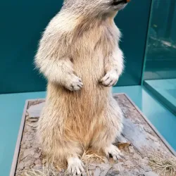 Naturmuseum Graubünden - Chur