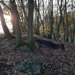 Le Parc aux Biches - Delemont