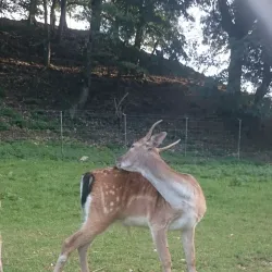 Le Parc aux Biches - Delemont