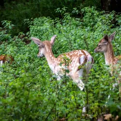 Le Parc aux Biches - Delemont