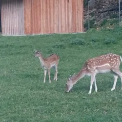 Le Parc aux Biches - Delemont